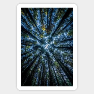 Conifer Trees View Looking Up Sticker